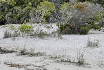 vegetation along the beach at Lake Birrabeen on Fraser Island, Australia 