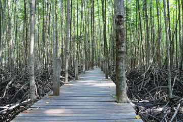 mangrove green tree in Thailand