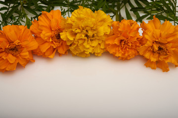autumn flowers on a white background