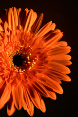 pretty flower on an orange background, close-up © volodyar