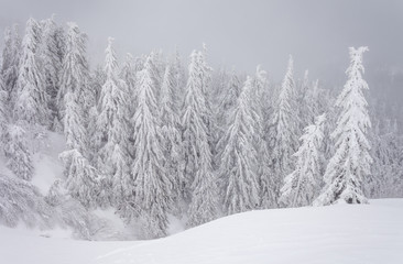 Christmas background with snowy fir trees.