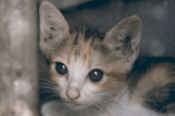Cat / Blur of kitten, closeup.