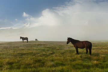 Grazing horse on a misty meadow with snow-capped mountains on th