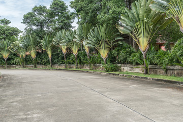 Obraz premium Road in the park