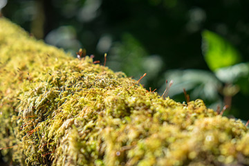 Close up green lichen moss plant grow on wood