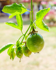 Passion fruit green fruit hanging from tree