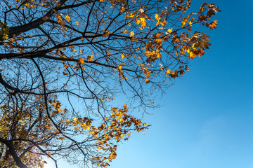 Fifteen sparrows on the fallen-down maple admire paints of the leaving fall.