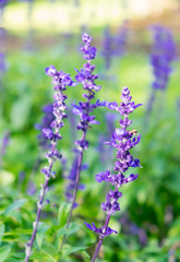 Lavender purple flower close up in garden blurred background