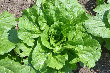 Salat am Feld, grüner Salat im Garten