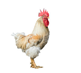 White cock / Portrait of white cock on white background. with path.