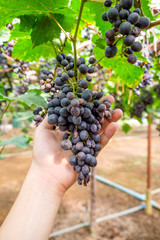 Grape bunch in vineyard