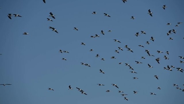 Large flock of sooty gull seabirds hovering in the sky on windy day
