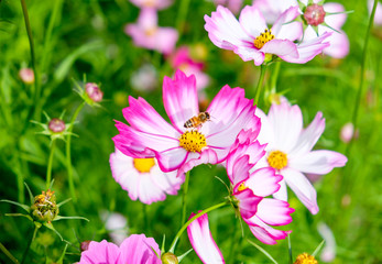 Small bee pollen cosmos flower close up