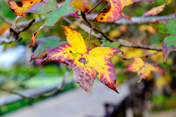 Maple single dry sear leaf beautiful on branch tree