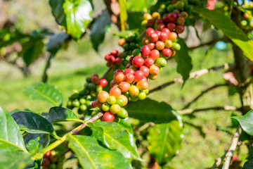 Coffee beans arabica ripe on a tree in north thailand asia
