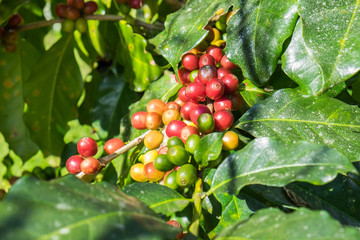 Coffee beans arabica ripe on a tree in north thailand asia