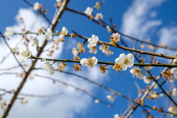 Fototapeta premium Chinese plum, Japanese apricot, bloom white flower beautiful on branch