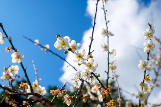 Chinese plum, Japanese apricot, bloom white flower beautiful on