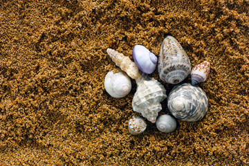 Heap of seashell on sand