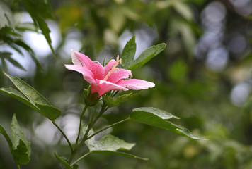 Pink hibiscus  flower in the garden.