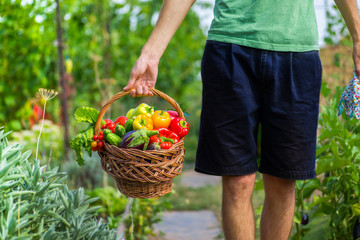 guy carries a basket with fresh vegetables in his garden