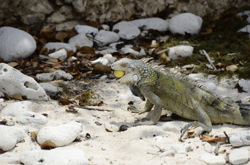 Close up of iguana