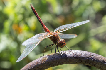 The having a rest dragonfly