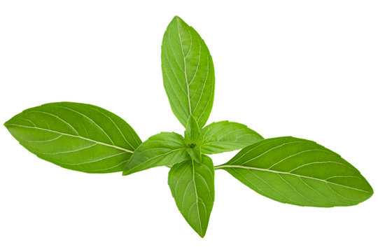 Basil herb leaves on white
