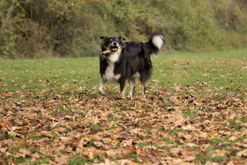 Naklejka na ściany i meble Australian Shepherd Hund im Herbstlaub