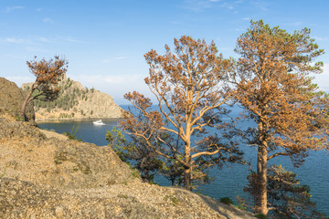 Рыжие сосны © andrey_iv