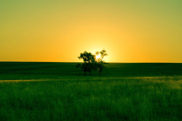 Fototapeta na wymiar Sunset on a field with a tree