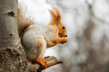 Squirrel eating nuts
