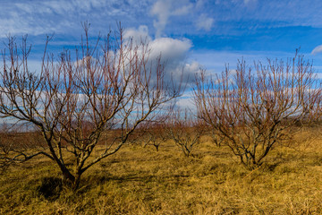 Peach trees silhouettes over beautiful blue sky, Armenia