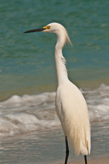 Great white Hern watching for his next meal on a tropical seashore