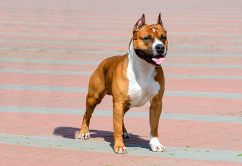 American Staffordshire Terrier full face.   The American Staffordshire Terrier is in the city park.