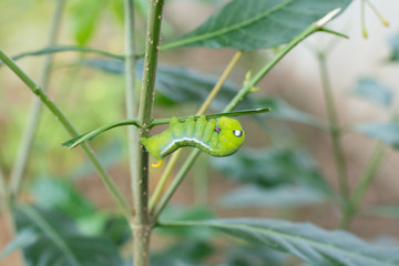 caterpillar green eating