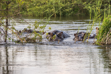 A group of Hippopotamus resting and grazing on the banks of the Zambezi River Zambia