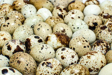 Background of quail eggs