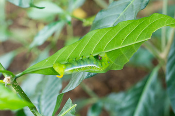 caterpillar green eating