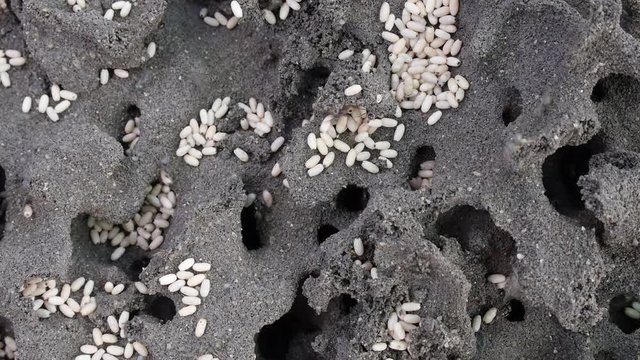video shows a colony of ants carrying the young pupae away
