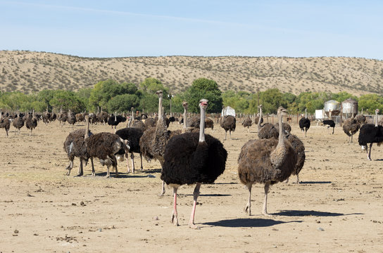 An ostrich farm in Southern California.  The ostrich or common ostrich (Struthio camelus) is a large flightless birds native to Africa.