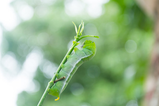 caterpillar green eating