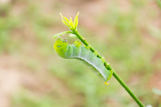 caterpillar green eating