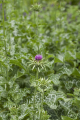 Flower of milk thistle (Silybum marianum) in a summer herbs garden