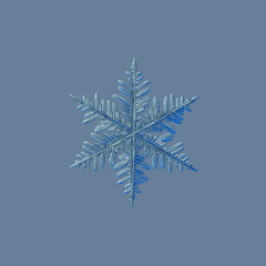 Snowflake isolated on grey background. This is macro photo of real snow crystal: big fernlike dendrite with good symmetry and complex structure.