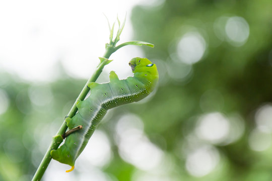 caterpillar green eating