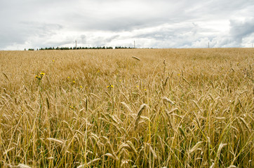 Wheat with the sky background in summer. Wheat field. golden harvest under blue cloudy sky. soft focus on bottom of picture. wheat and sky. stems of wheat in sunset light