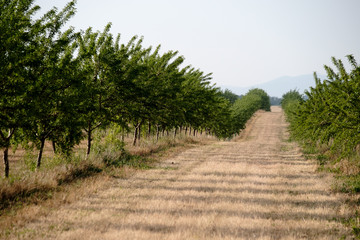 Garden with almond trees in Provence, France