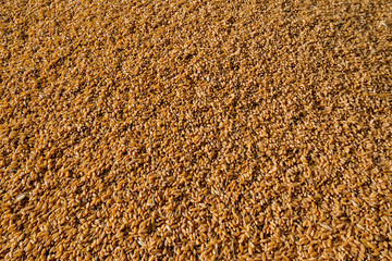 Freshly harvested corn texture background