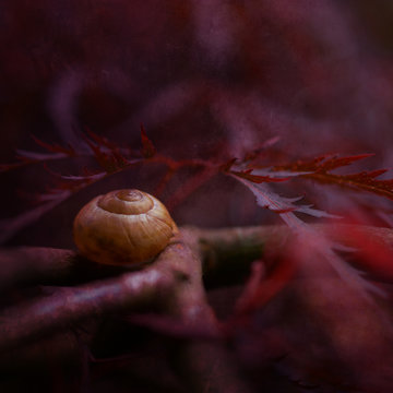 Snail on branch, close-up